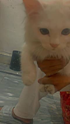 cute white cat baby for sale.