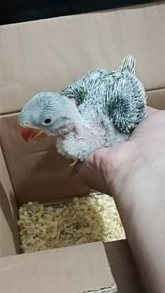 raw chick male 1  month old