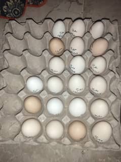 Desi & Golden misri 70% fertile eggs available.