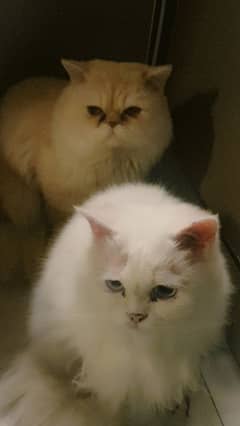 Persian Pair (Romeo & Frosty)