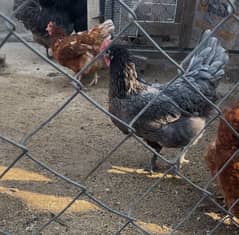 blue/black australoap fertile eggs