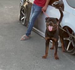 Rottweiler male 11 month age sale or stud