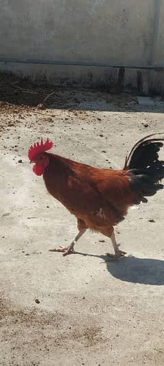 golden misri rooster for sale