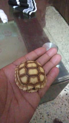 Russian And Sulcata