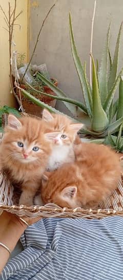 Persian kittens