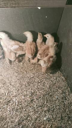 golden buff chicks for sale