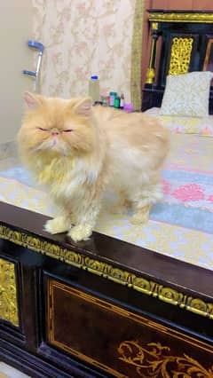 Persian cats triple coted full punch face pure guaranty