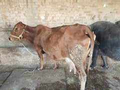 sahiwal cow milk 10 liter