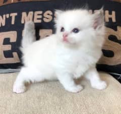 Persian 3 Kittens for sale in lahore