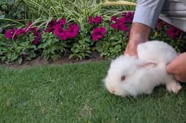 Adorable 2-Month-Old White Albino Lionhead Bunnies for Sale!