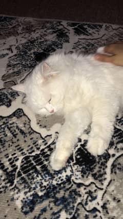 Persian white triple coat female cat for sell