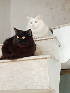 cat pair urgent sale lahore