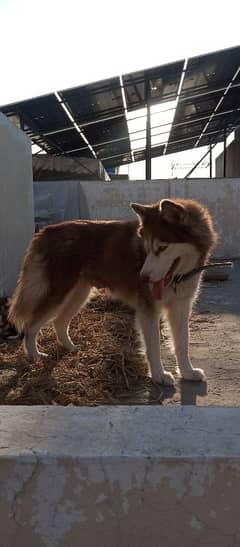 Blue eyes Woolly coat breeder Husky femal