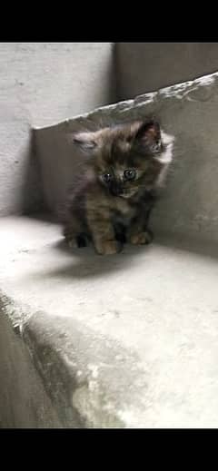 kitten