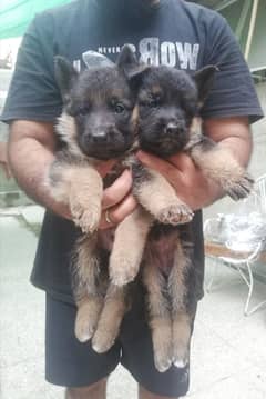 German shepherd top quality puppies for sale