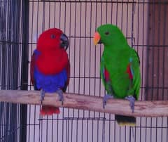 Grand Eclectus Pair 16 Months