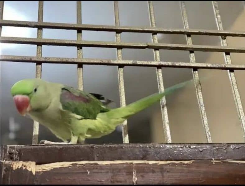 peshawari ringneck bird male 0