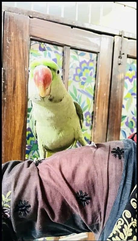 peshawari ringneck bird male 1
