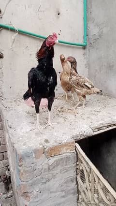 aseel chicks with hen