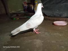 Dabaz sherazi white pair for sale