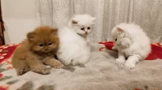 Pure persion kittens for sale 1.5 months