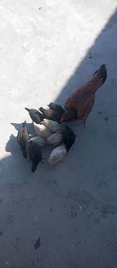 hen