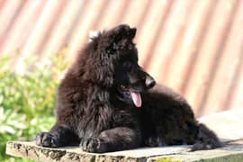 Black German Shepherd Female Pedigree king size puppy 3 months