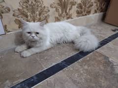 Persian Males Available For Mating Purpose Fix Price 2500