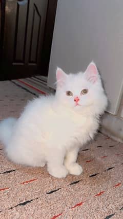 Cat, persian kitten, Triple coat well trained