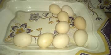 Aseel Fertile Eggs For sale