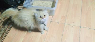 Cat/ Persian/ kittens/ Punch face/ triple coated/! Blue Eyes/ Baby/