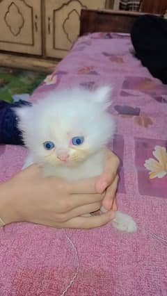 white kitten age 1 month Persian cat baby