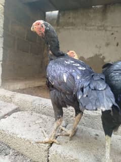 Pure Qandhari High Quality Aseel Females Madi imported h parrot beak