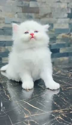 Cat/ Persian/ kittens/ Punch face/ triple coated|/ Blue Eyes/ Baby/