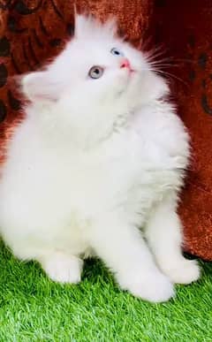 Cat/ Persian/ kittens/ Punch face/ triple coated`/ Blue Eyes/ Baby/