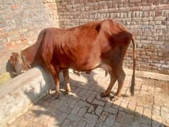 cow for sale