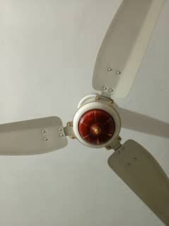 2 Royal Fan 56" for sale