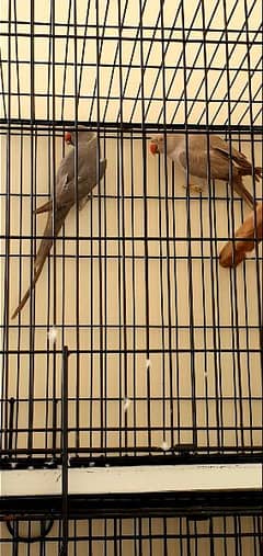 Grey RinGneck Nd Green RinGneck Breeder pair