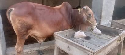 Eid Bulls for sale