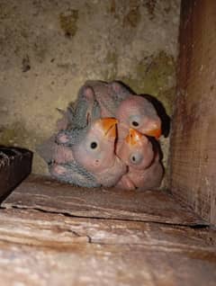 green ringneck chicks