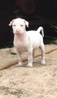 Kohati gultair puppy