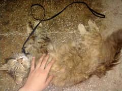 Persian cat age 7 month female brown colour no vaccination only female