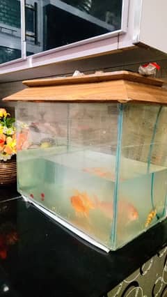 Aquarium height 17 inch length 24 inch width 12 inch with 04 gold fish