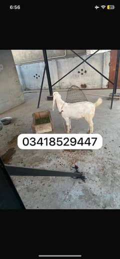 Ranjanpuri Full White For Sale