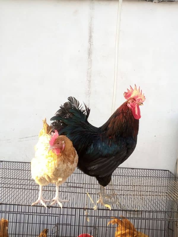 Golden Misri Pair 1