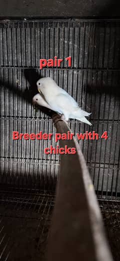 love birds breeder and extra pieces