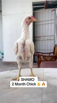 best quality shamu birds top class show quality chicks trayo set