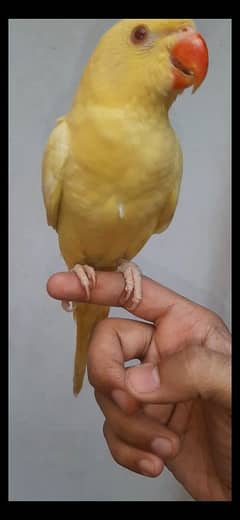 yellow Ringneck handtamed