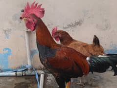 Aseel male hen