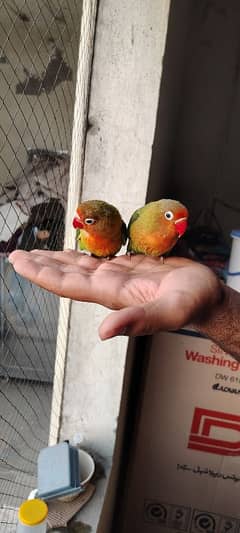 Hand tame lovebirds green fisher 2 piece